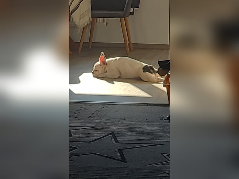 Französiche bulldogge abzugeben