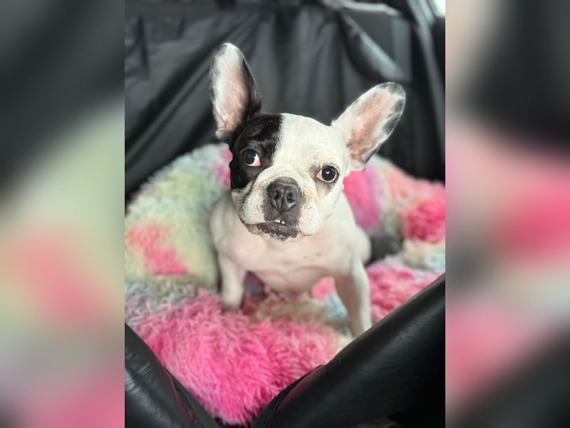 Französiche bulldogge abzugeben