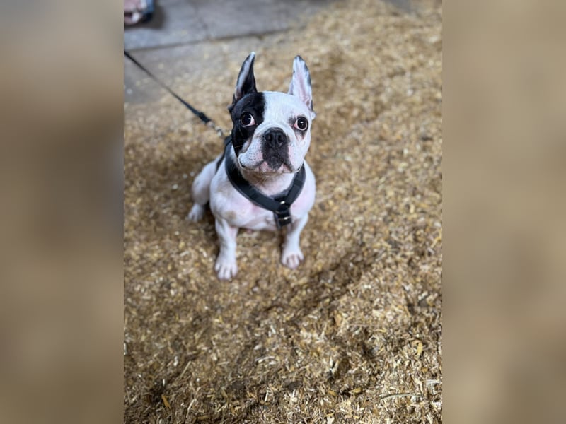 Französiche bulldogge abzugeben