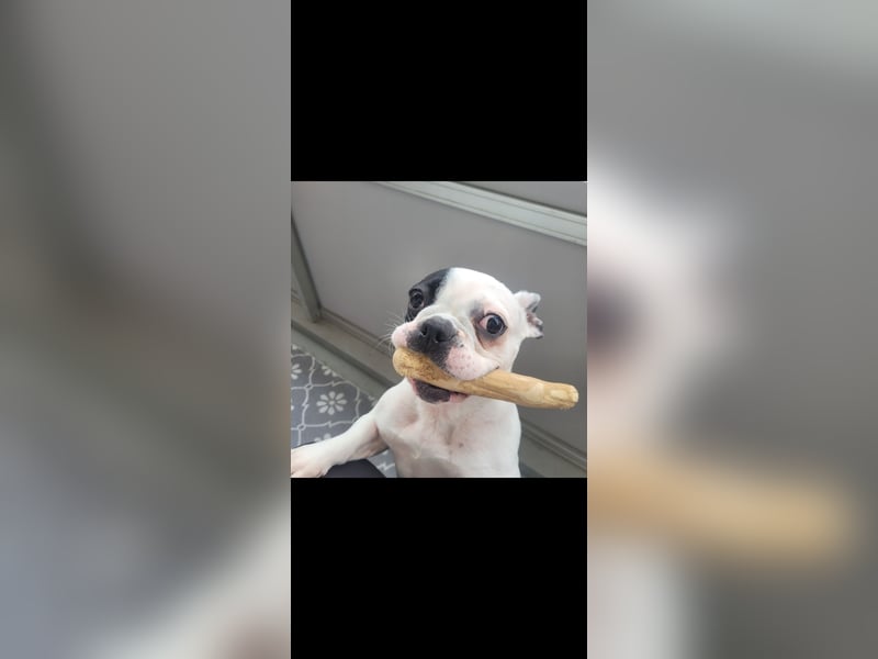 Französiche bulldogge abzugeben