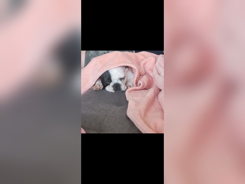 Französiche bulldogge abzugeben