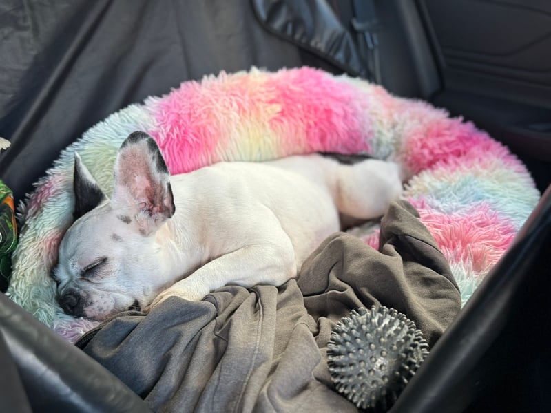 Französiche bulldogge abzugeben