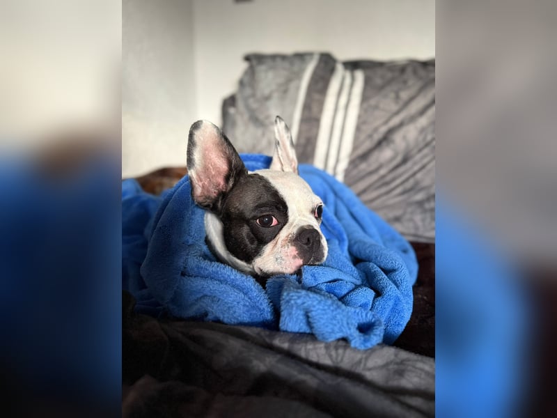 Französiche bulldogge abzugeben