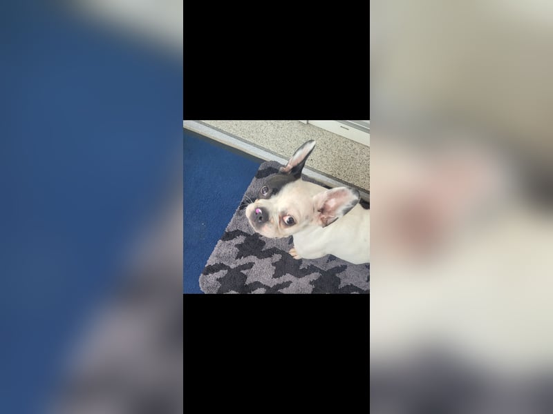 Französiche bulldogge abzugeben