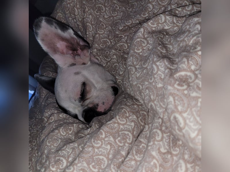 Französiche bulldogge abzugeben