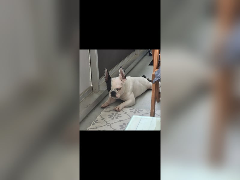 Französiche bulldogge abzugeben