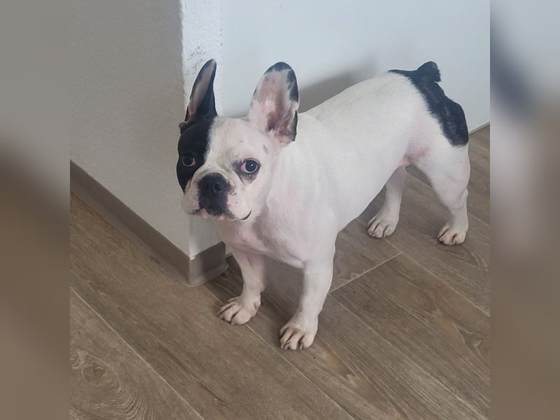 Französiche bulldogge abzugeben