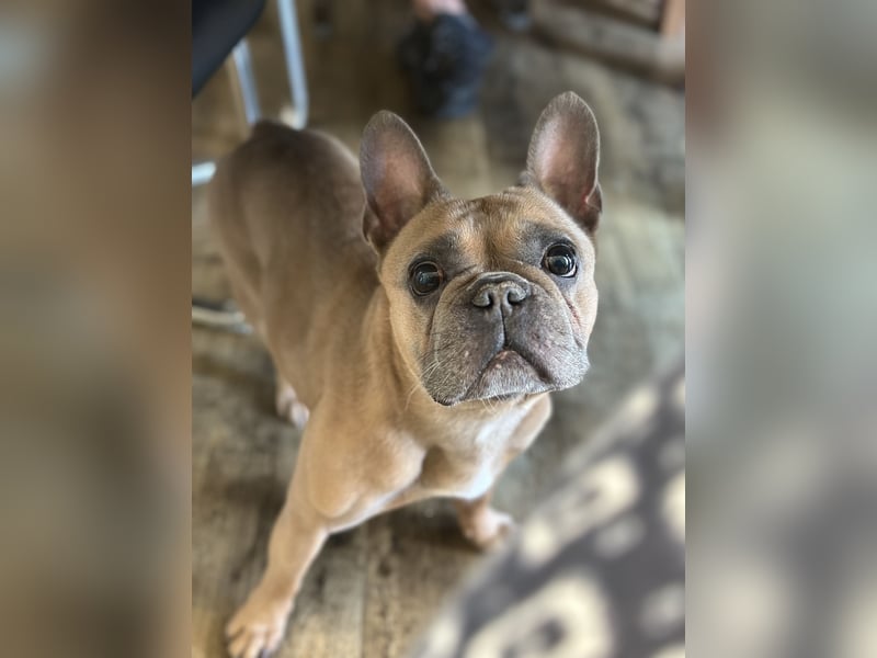 Bentley 8 Jahre alt sucht liebevolles zu Hause