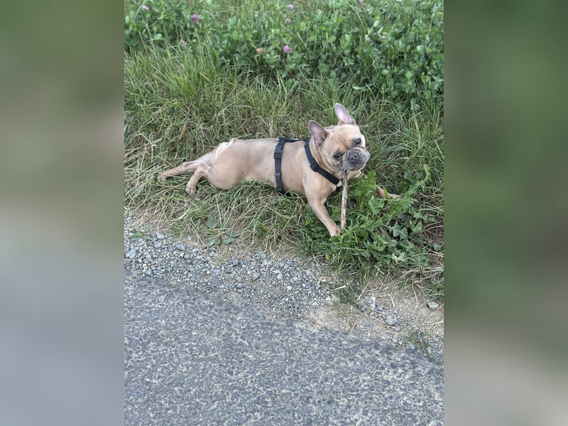 Bentley 8 Jahre alt sucht liebevolles zu Hause