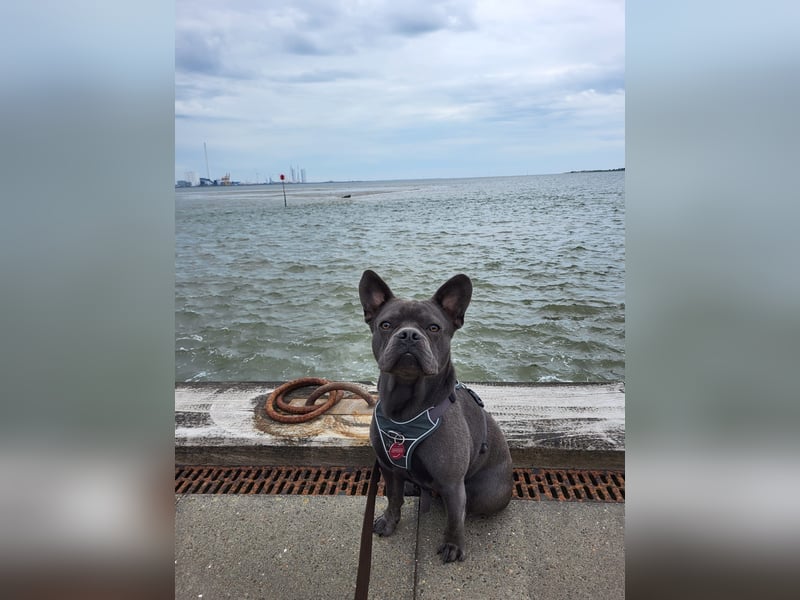 Milow 3 sucht ein liebevolles Zuhause ohne Kinder