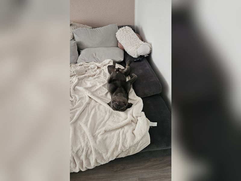Milow 3 sucht ein liebevolles Zuhause ohne Kinder