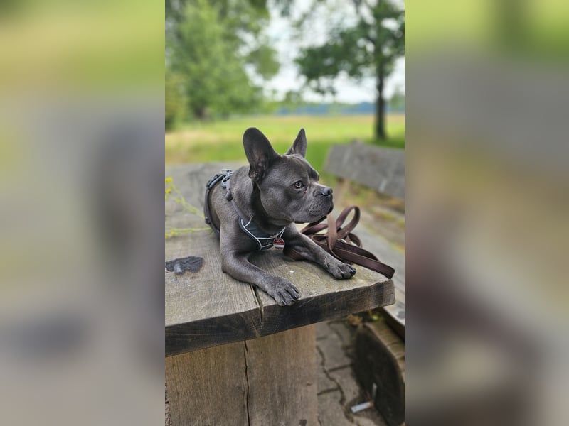 Milow 3 sucht ein liebevolles Zuhause ohne Kinder