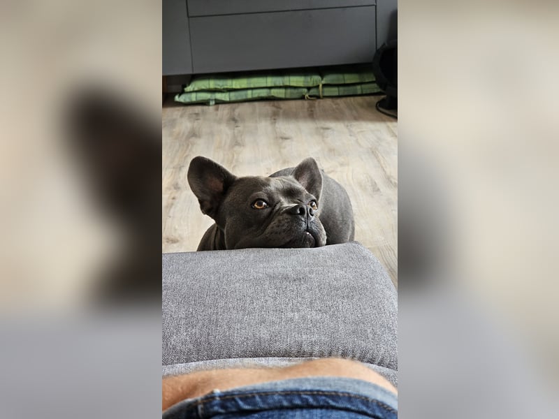 Milow 3 sucht ein liebevolles Zuhause ohne Kinder