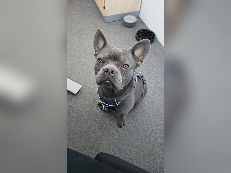 Milow 3 sucht ein liebevolles Zuhause ohne Kinder