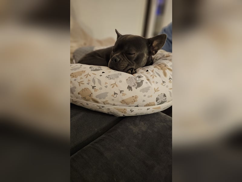 Milow 3 sucht ein liebevolles Zuhause ohne Kinder