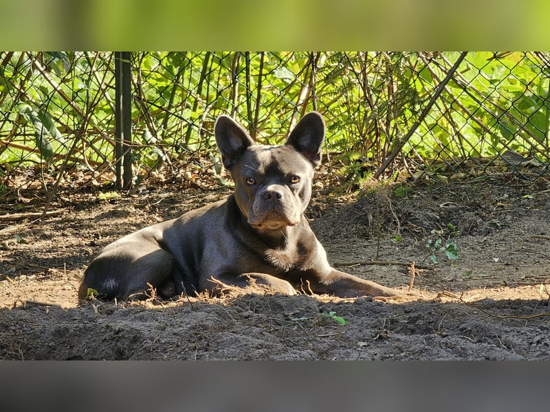 Milow 3 sucht ein liebevolles Zuhause ohne Kinder