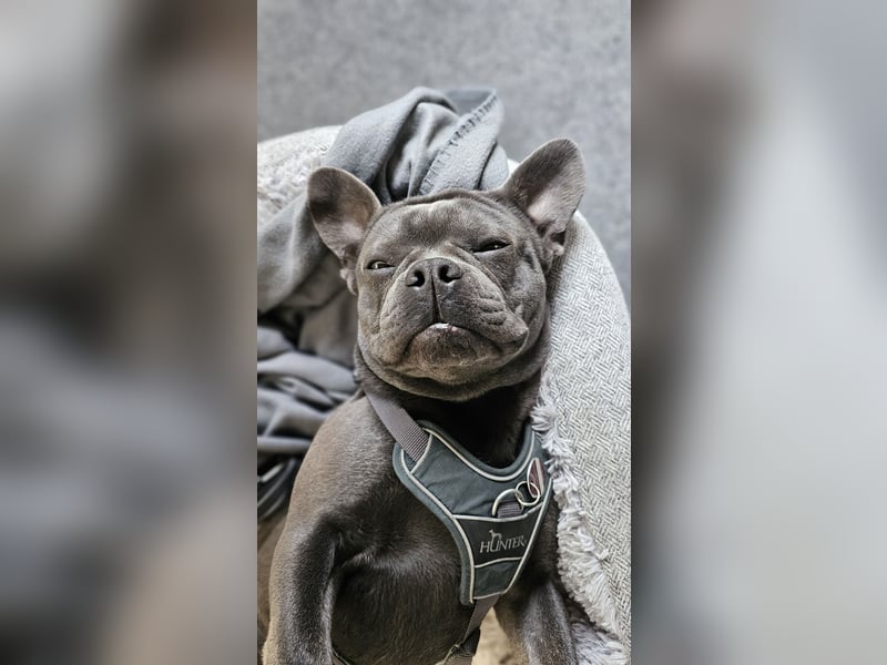 Milow 3 sucht ein liebevolles Zuhause ohne Kinder