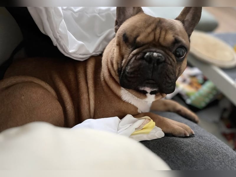 Französische Bulldogge  Rüden