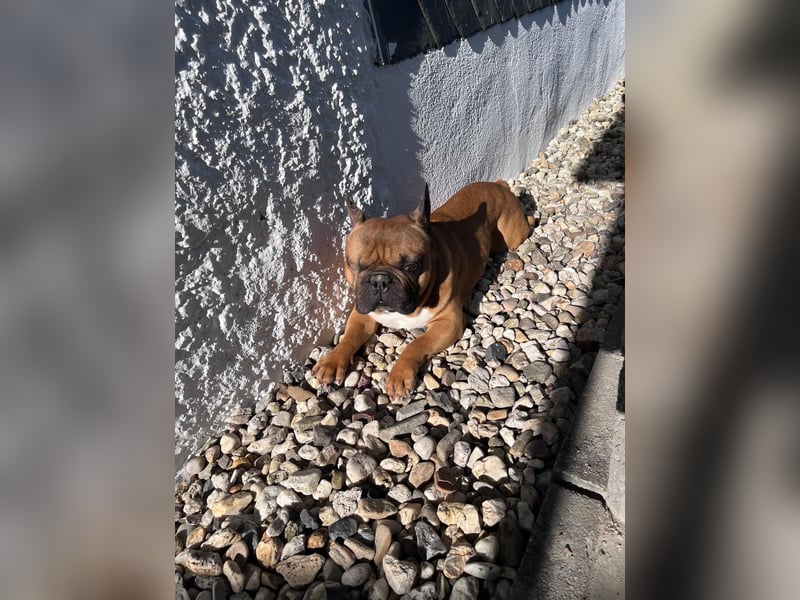 Französische Bulldogge  Rüden