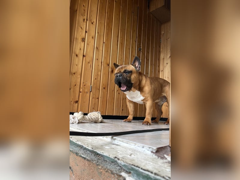 Französische Bulldogge  Rüden