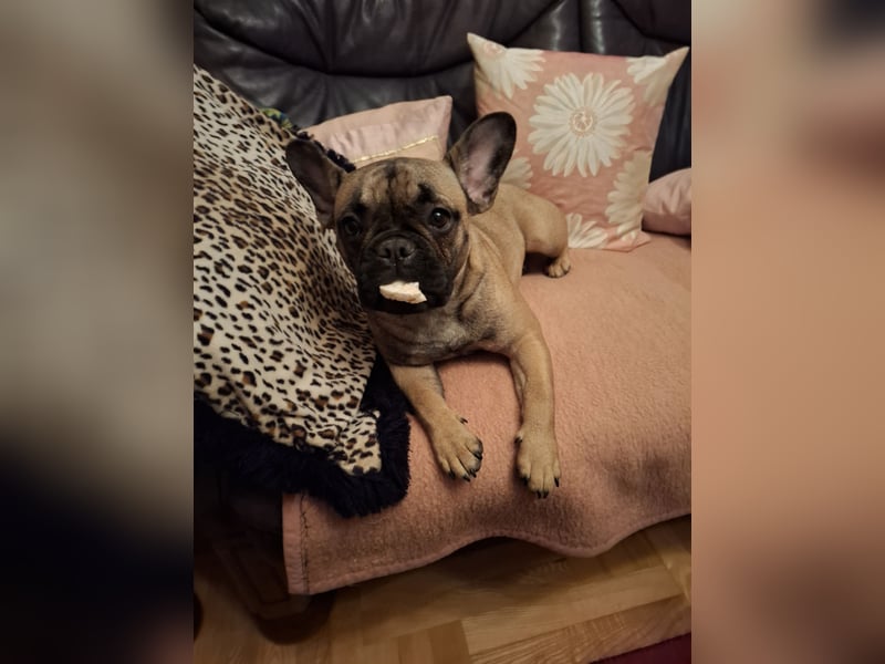 Ich möchte meinen Hund, Zara verkaufen