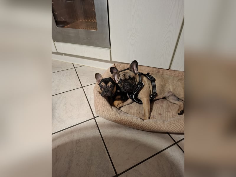 Ich möchte meinen Hund, Zara verkaufen