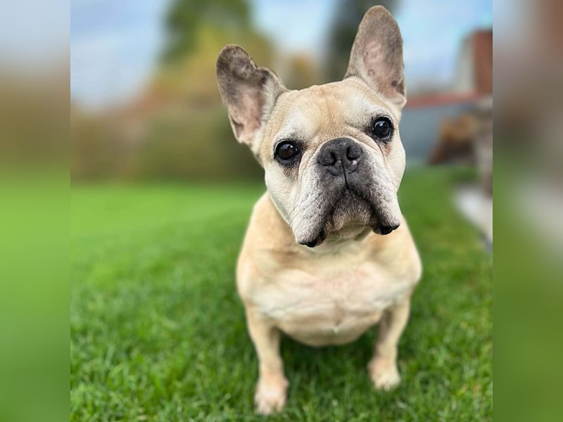 Henry - ist kinderlieb