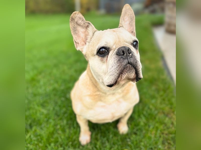 Henry - ist kinderlieb