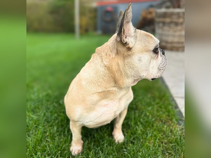 Henry - ist kinderlieb