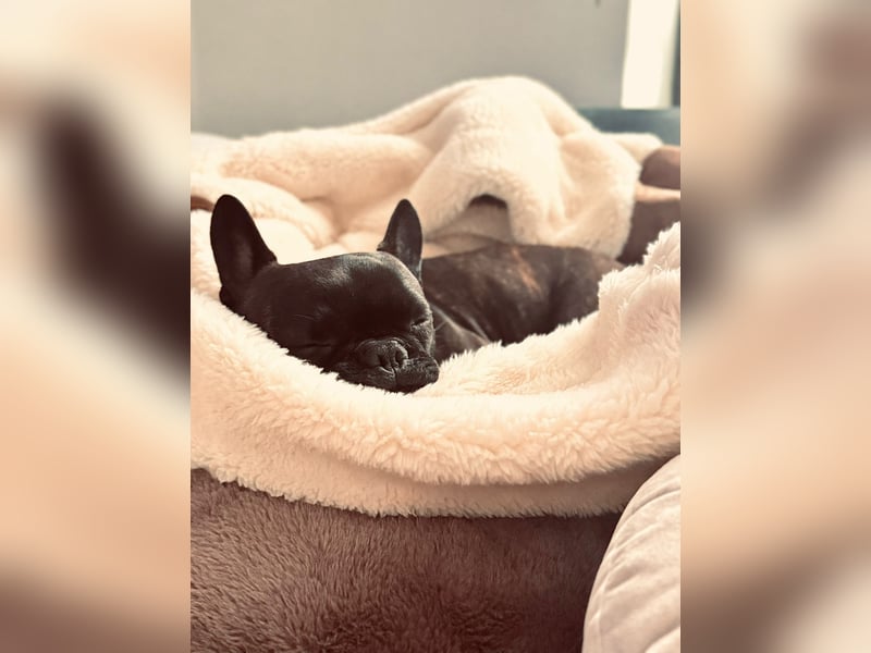 Liebevolle Französische Bulldogge sucht ein ruhiges Für Immer Zuhause