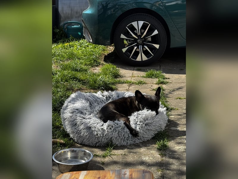 Liebevolle Französische Bulldogge sucht ein ruhiges Für Immer Zuhause