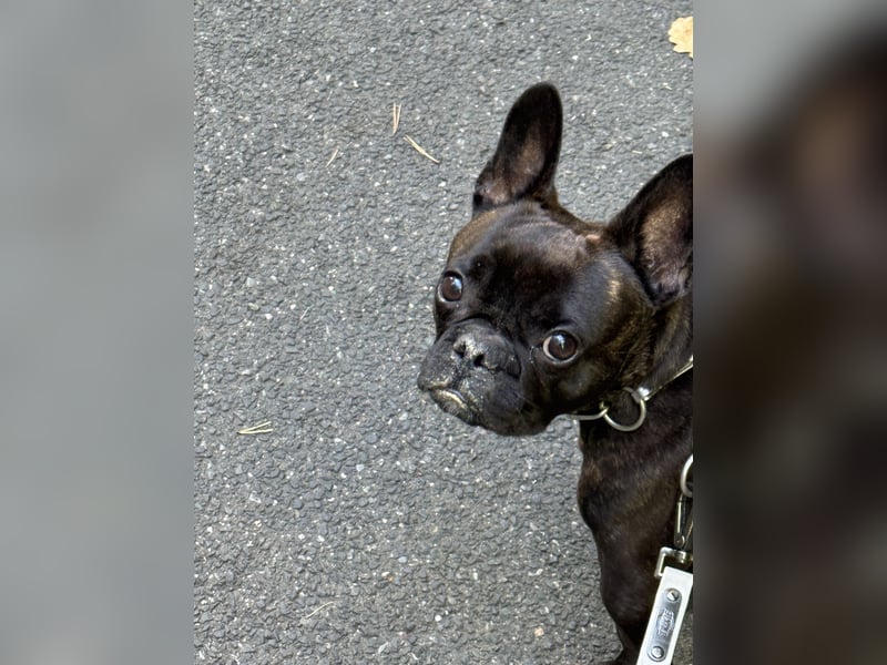 Liebevolle Französische Bulldogge sucht ein ruhiges Für Immer Zuhause