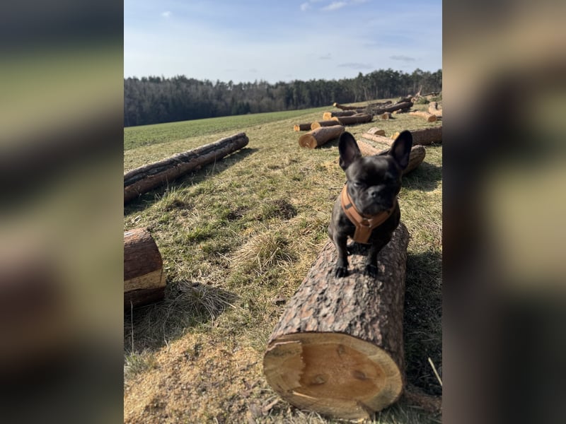 Liebevolle Französische Bulldogge sucht ein ruhiges Für Immer Zuhause