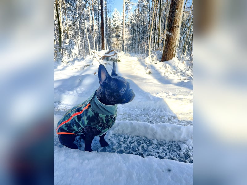 Liebevolle Französische Bulldogge sucht ein ruhiges Für Immer Zuhause