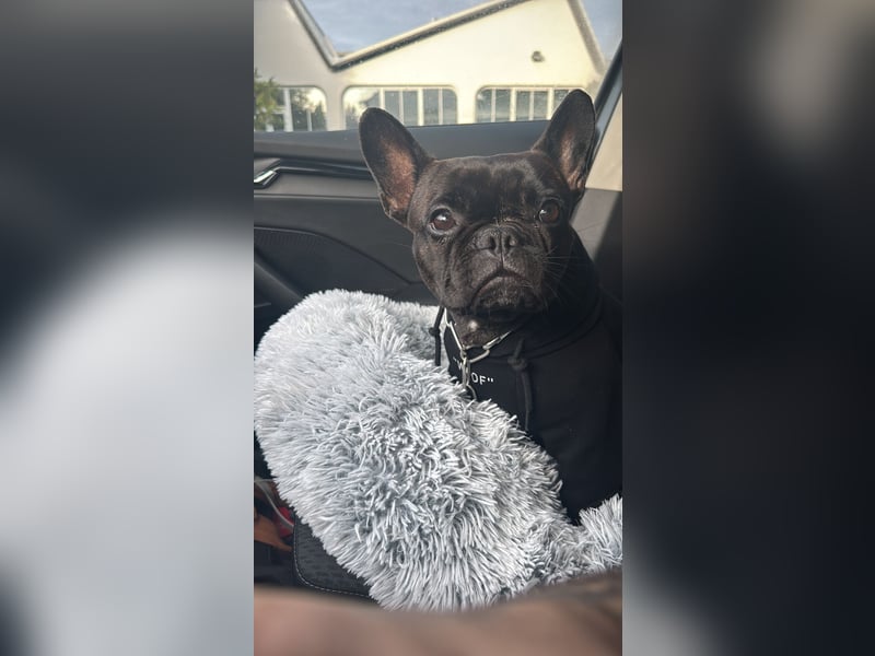 Liebevolle Französische Bulldogge sucht ein ruhiges Für Immer Zuhause