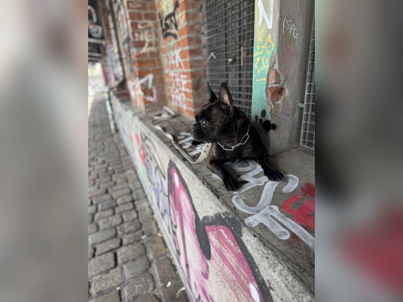 Liebevolle Französische Bulldogge sucht ein ruhiges Für Immer Zuhause