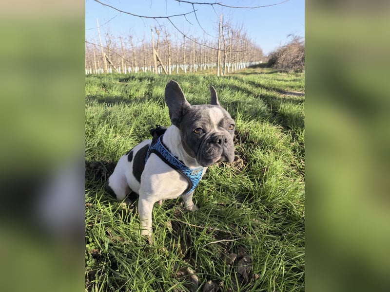 Französische Bulldogge Sara