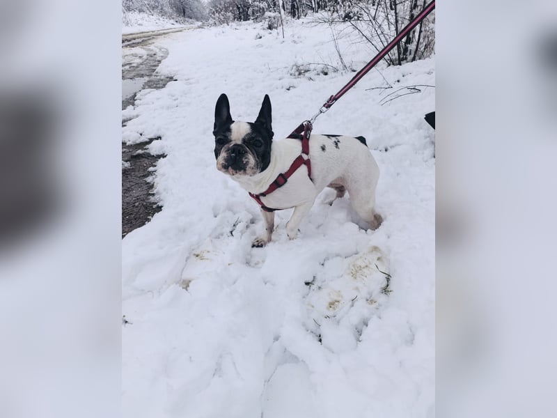 Französische Bulldogge Reya