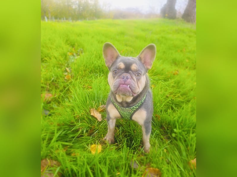 Französische Bulldogge Fleur