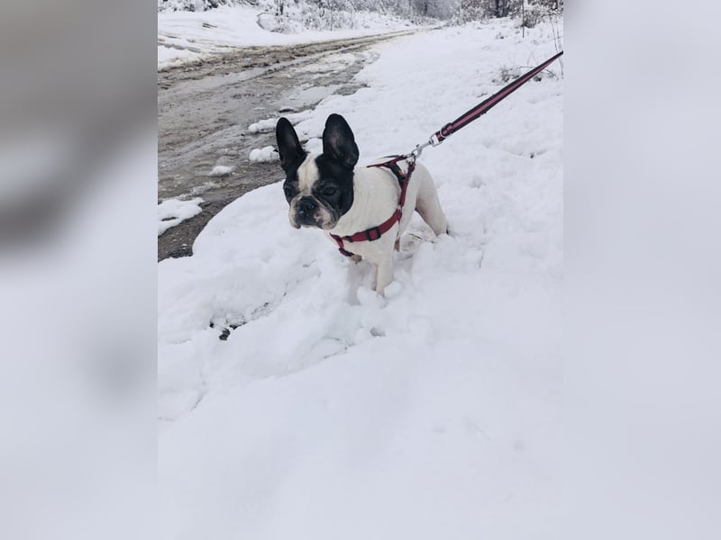 Französische Bulldogge Reya