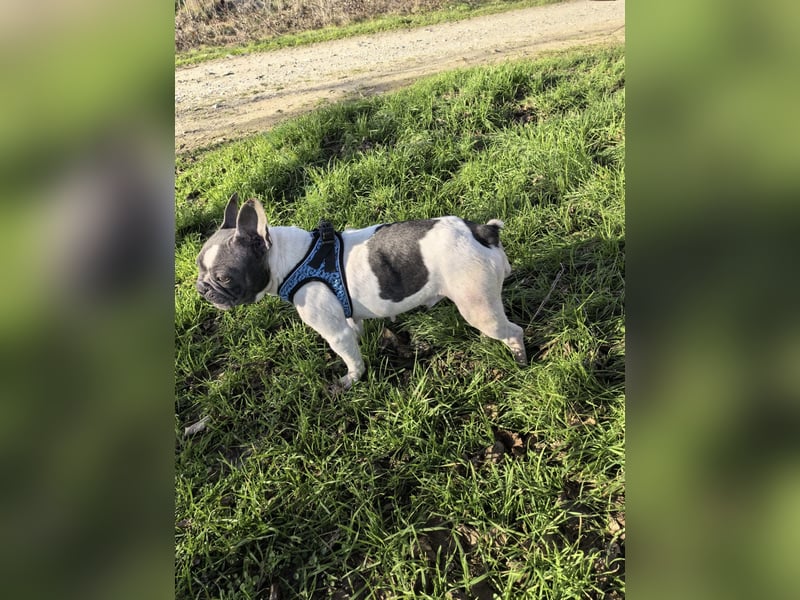 Französische Bulldogge Sara