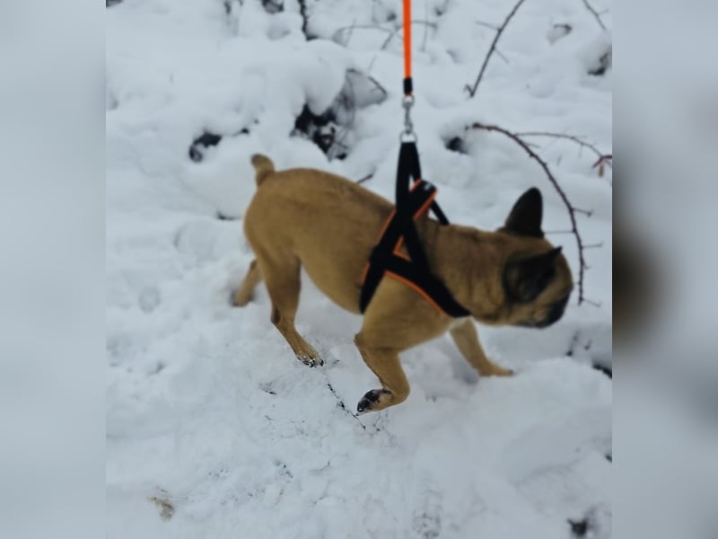 Französische Bulldogge Ayra