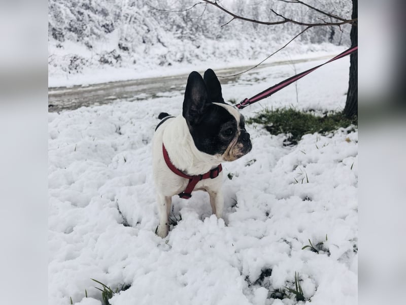 Französische Bulldogge Reya