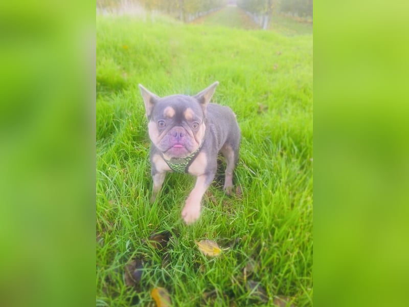 Französische Bulldogge Fleur