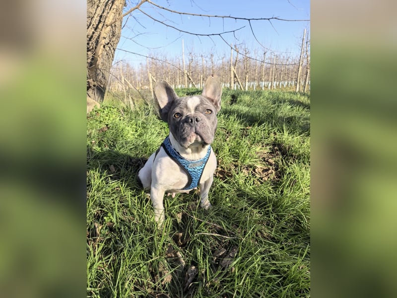 Französische Bulldogge Sara