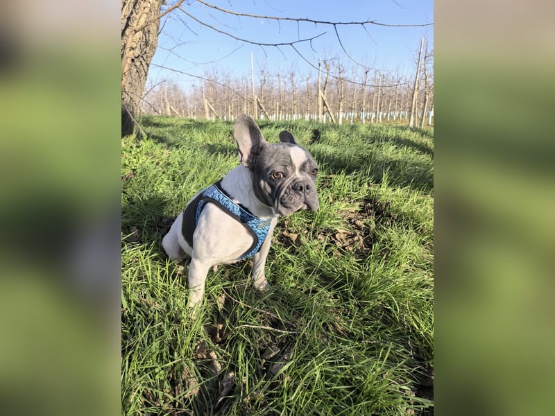 Französische Bulldogge Sara