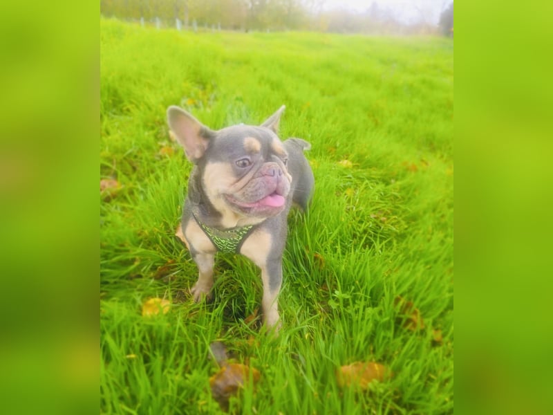 Französische Bulldogge Fleur