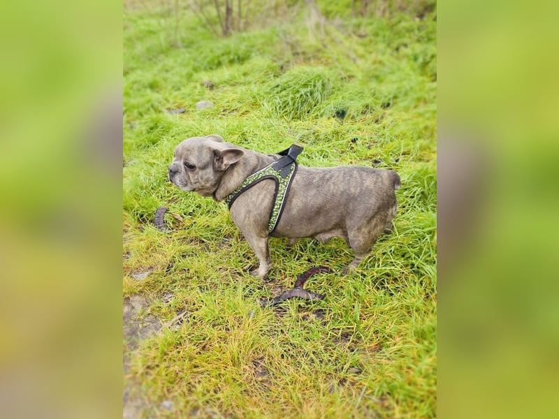 Rhea ein liebes französisches Bulldoggen Mädchen
