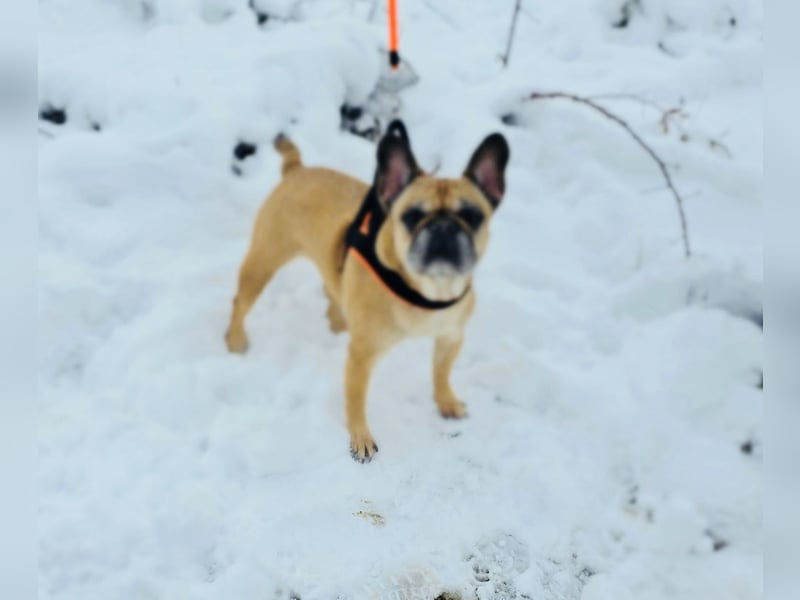 Französische Bulldogge Ayra