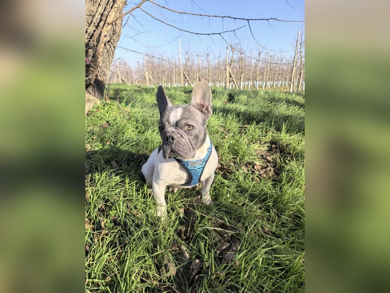 Französische Bulldogge Sara
